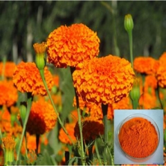 Buy Marigold Oleoresin